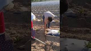 Eggplant field mulch fixation process [upl. by Templa]