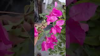 Bougainvillea Plant amp Pattharchatta Plant Grow One Pot update 🍂🏵️ [upl. by Eillim]