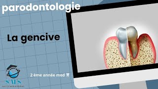 Cours  la gencive  anatomie physiopathologie module de paro  2 ème année [upl. by Supat691]