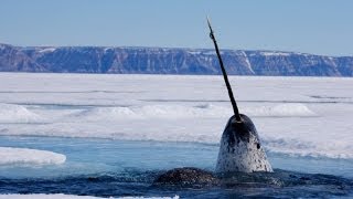 Focus on Species Narwhal Monodon monoceros [upl. by Slocum361]