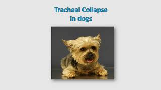 Tracheal collapse in dogs  Causes Clinical signs symptoms Diagnosis Treatment Prognosis [upl. by Emelina189]