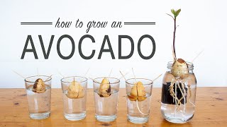 How to Grow an Avocado from Seed [upl. by Antonina374]