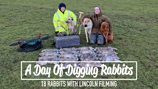 A Day Of Digging Rabbits  18 rabbits with Lincoln filming [upl. by Miharba]