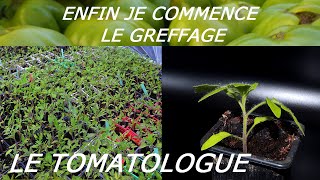 le temps de la greffe de tomates [upl. by Hedelman]