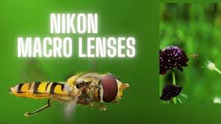 Comparing Nikon Z Macro Lenses  Horniman Museum Vlog [upl. by Emmuela]