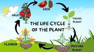 THE LIFE CYCLE OF THE PLANT [upl. by Assilrac370]