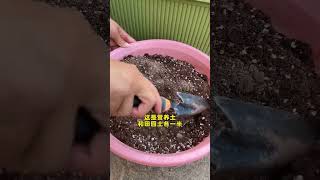 How to grow romaine lettuce seedlings lettuce growing gardening plantingtips growingtips [upl. by Gent]