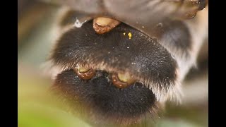 Viltvlekzandbij Andrena nitida vrouwtje met zandbijwaaiertje Stylops melittae [upl. by Ahmed235]