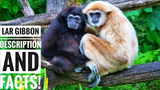 Lar gibbon  Description and Facts [upl. by Safoelc]