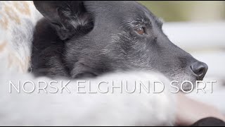 Norske hunderaser Norsk elghund sort [upl. by Bluh100]