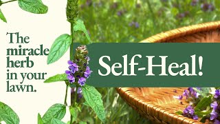 SelfHeal Health Benefits Medicinal Uses amp How to Identify [upl. by Norby]