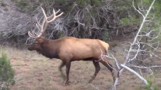 Bow Hunting Elk on Public Land Big Arizona Bull [upl. by Emolas511]