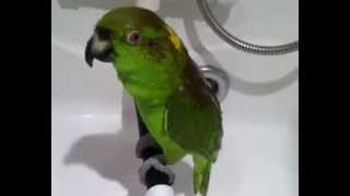 Awesome parrot singing in the shower [upl. by Naivad528]