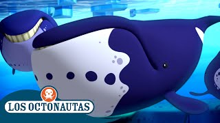 Los Octonautas  Las ballenas cabeza de arco  Temporada 2  Episodios Completos [upl. by Asirak]