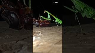 Mantis vs beetle kumbang badak🕷shortshortsvideoanimals insects nature hornedfrogs mantis [upl. by Adnotal65]