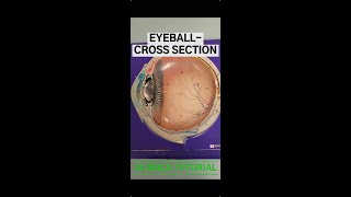 Cross Section of the Eyeball Part 1 [upl. by Sabra]