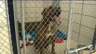 Deadly dog to be euthanized [upl. by Fidela]