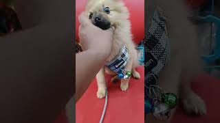 Cute dog funniest video too much naughty pleasesubscribe naughty trending [upl. by Jameson]