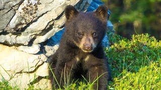 Bear Cubs Zipping Up and Down Trees then Nursing in Canadas Rockies [upl. by Ueihttam626]