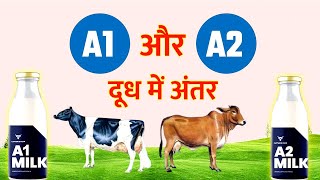 A1 Milk Vs A2 Milk I A1 and A2 milk kya hota hai [upl. by Wells242]