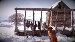 Pheasant Hunting With a Vizsla [upl. by Haeel]