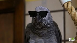 Meet Santos The Rapping Potty Mouth Parrot [upl. by Zindman]