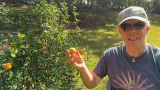 A very SPECIAL Citrus Tree Flying Dragon Orange [upl. by Jacques]