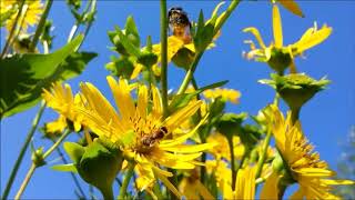 Durchwachsene Silphie Silphium perfoliatum L [upl. by Animahs110]