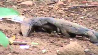 Udumbu in kerala Monitor lizard ഉടുംബ് [upl. by Acinnod85]