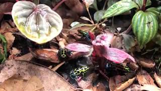 Thumbnail dart frog feeding time [upl. by Izawa]