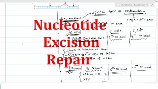 Nucleotide Excision Repair [upl. by Idnahk]