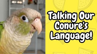 Talking Your Conures Language  Conure Sounds amp Behaviour  TheParrotTeacher [upl. by Narret]