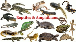 Reptiles amp Amphibians In English With Pictures  Reptiles Amphibians  Easy english learning process [upl. by Alehtse]