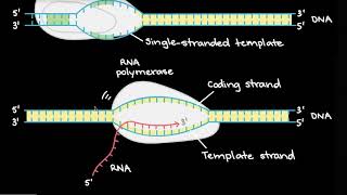 שעתוק ועיבוד mRNA [upl. by Lenzi974]