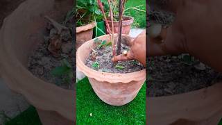 vinca plant DIYcreative ideasvinca plant bonsai shortsvincasadabaharbonsaidiy SmallGarden [upl. by Anreval]