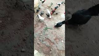 Ayam kampung berebut makanan animals [upl. by Otsugua]