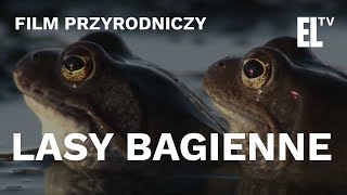 Lasy bagienne  czyta Krystyna Czubówna [upl. by Trey]