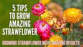 5 Tips For Growing Strawflower 🌸🌸🌸  Strawflower Seeds  How To Grow Strawflower [upl. by Airres]