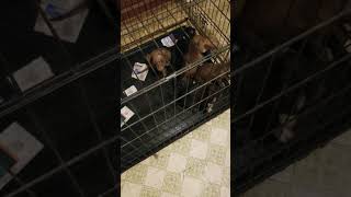 Puppy luv puppy life babys americanpitbullterrier playtime action active [upl. by Arratoon]