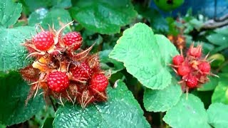 Unusual fruit growing  Wineberry [upl. by Flavius]