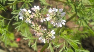 Coriandrum sativum  Fam Apiaceae  Coriander  Heterophylly  Stylopodium  Epigynous flower [upl. by Nwahsyt]