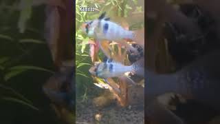 3 VARIEDADES DE RAMIREZI acuario peces ciclidos [upl. by Richel]