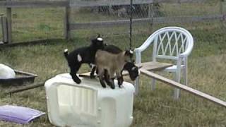 2 week old baby goats playing [upl. by Placidia386]