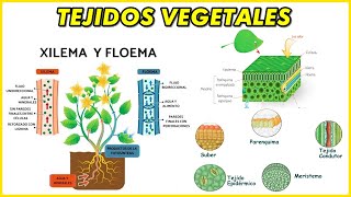 TEJIDOS VEGETALES Meristemático Epidermis Peridermis Xilema Floema Esclerénquima Colénquima [upl. by Worlock586]