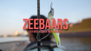 Zeebaars vissen Rotterdam  Water Wolves Fishing Store [upl. by Seaddon451]