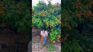 fresh lychee  lychee harvest in our gardenshorts satisfying fruit [upl. by Breech738]