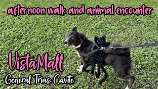 Dogs Afternoon Walk 🐾 Animal Encounter 🐄 VistaMall General Trias Cavite ⛈️ post storm Kristine [upl. by Lorrayne]