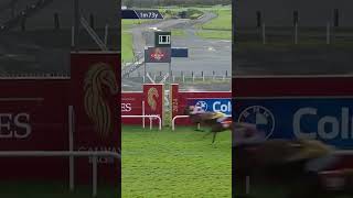 Youll never guess how many horses this commentator says in 30 seconds horseracing racingtv sport [upl. by Yort]