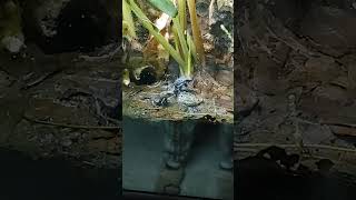 Super Blue Dart FrogsA Frogs Life [upl. by Paucker]