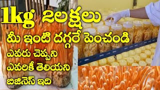 Cordyceps Militaris నెలకు5లక్షలు సంపాదించండి  ఎవరికీ తెలియని బిజినెస్ ఇది మీరే King [upl. by Eillek]